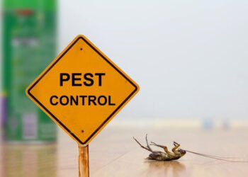 The Ultimate Guide to Pest Control: Everything You Need to Know