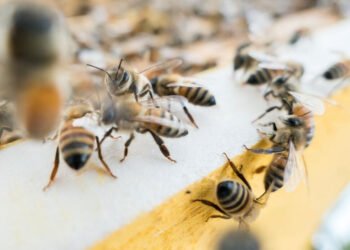 The Ultimate Guide to Pest Control Extermination: Strategies and Techniques