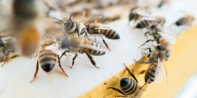 The Ultimate Guide to Pest Control Extermination: Strategies and Techniques