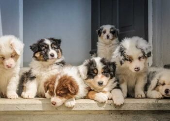 The Ultimate Guide to Raising a Puppy: Tips and Tricks for New Owners